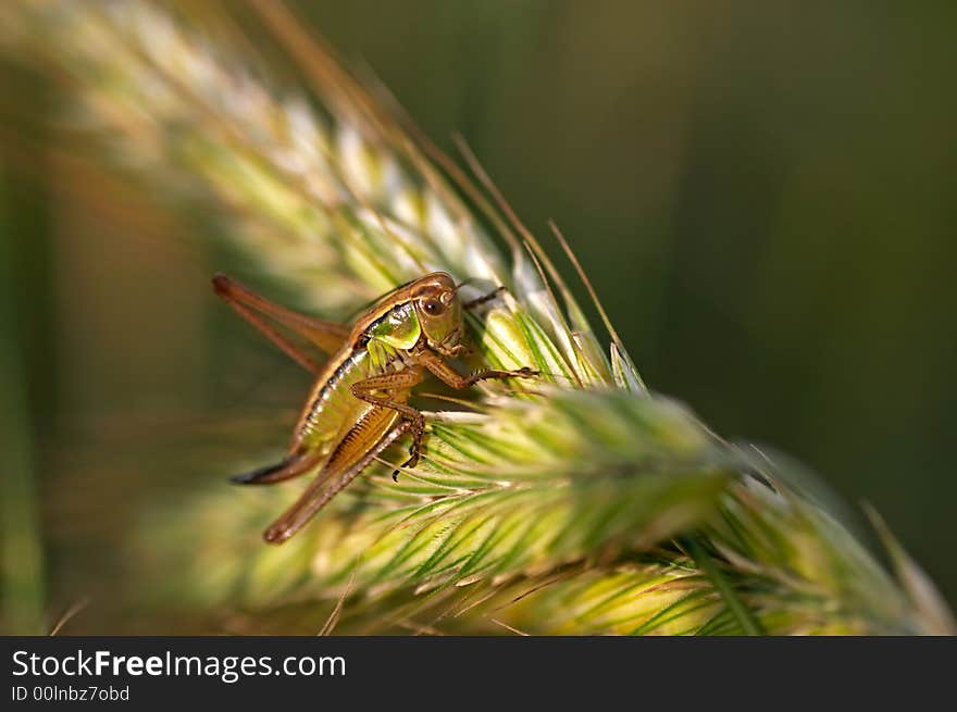 Big grasshopper