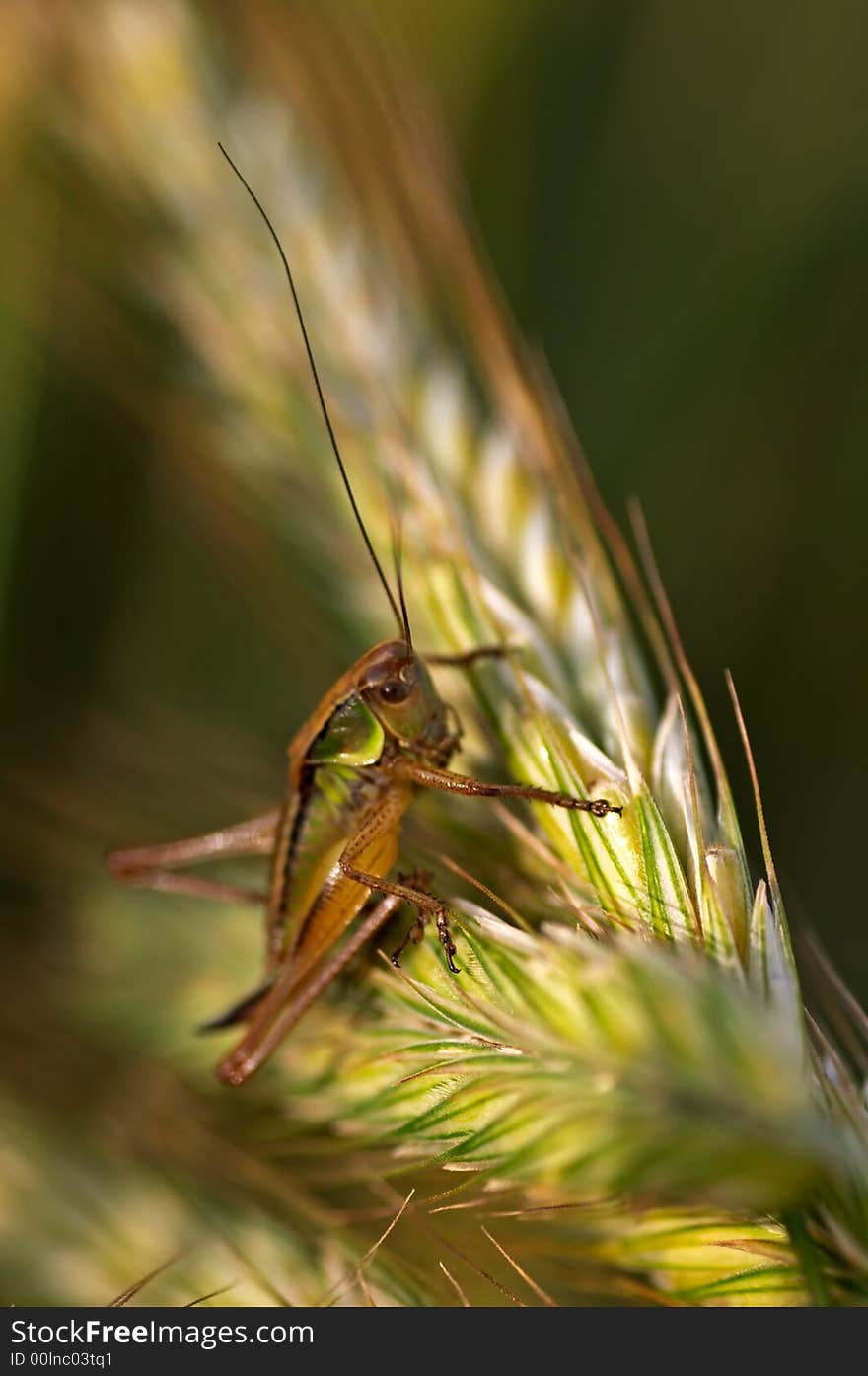 Big grasshopper