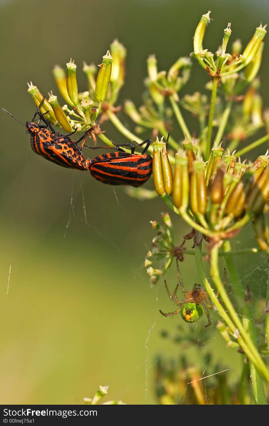 Red Striped Shield Bugs