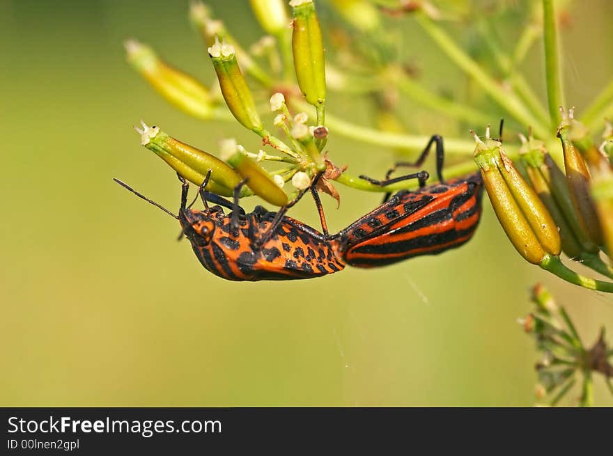 Red Striped Shield Bugs