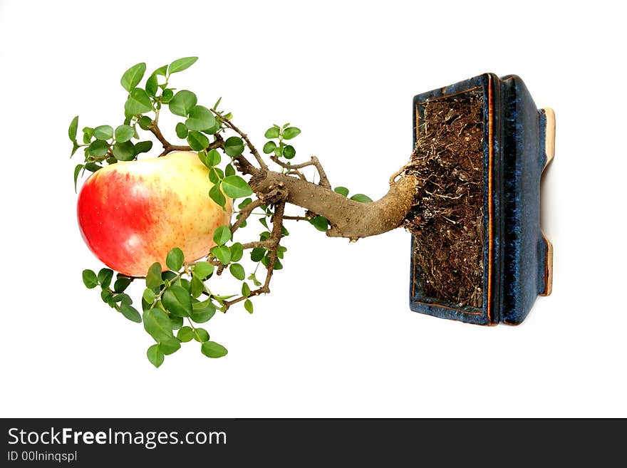 Bonsai tree and one apple. Bonsai tree and one apple