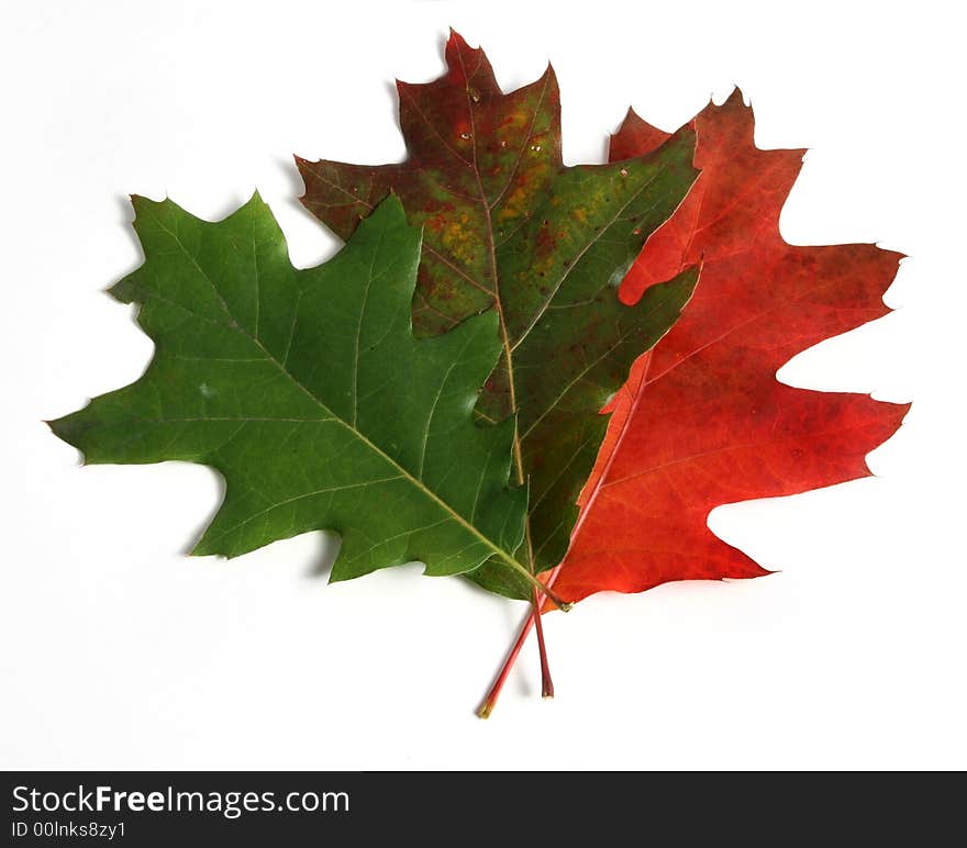 Evolution of autumn leaves, from green to red