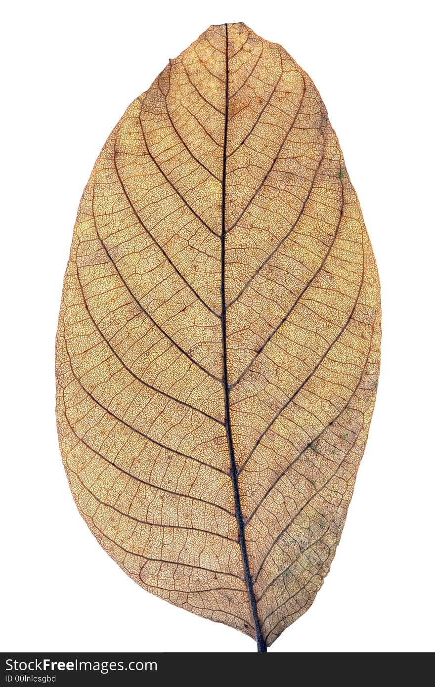 Close-up of an autumn leaf isolated on pure white background