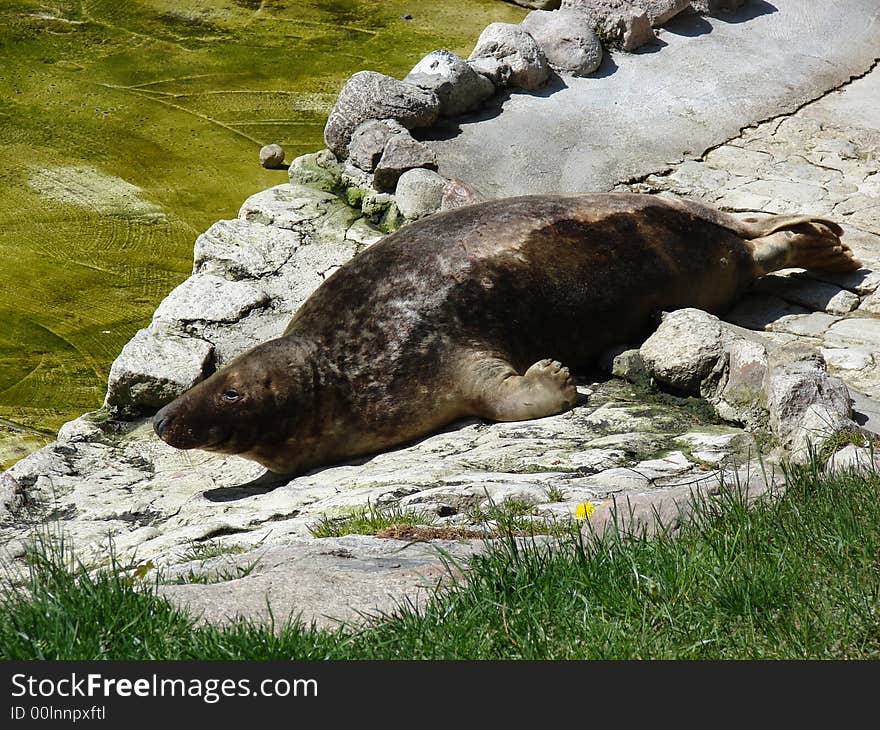 Atlantic grey seal lying and relaxing on the rocks