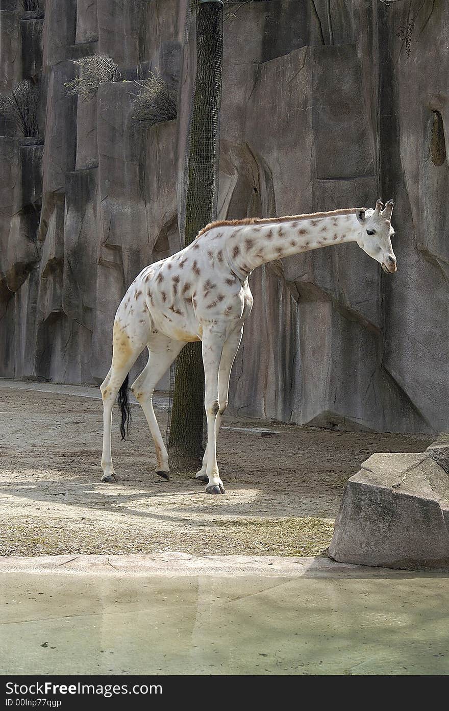 A picture of a giraffe taken at a wisconson zoo. A picture of a giraffe taken at a wisconson zoo