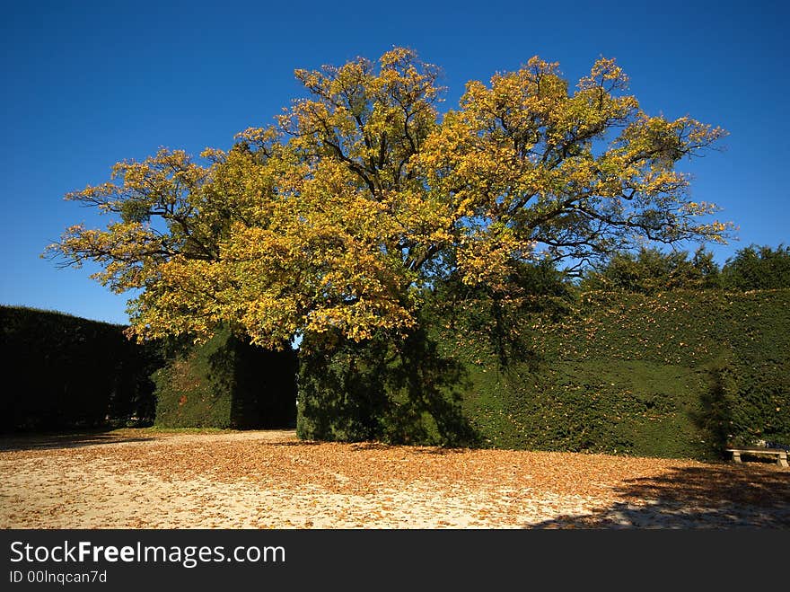 Colorful trees in the park. Colorful trees in the park