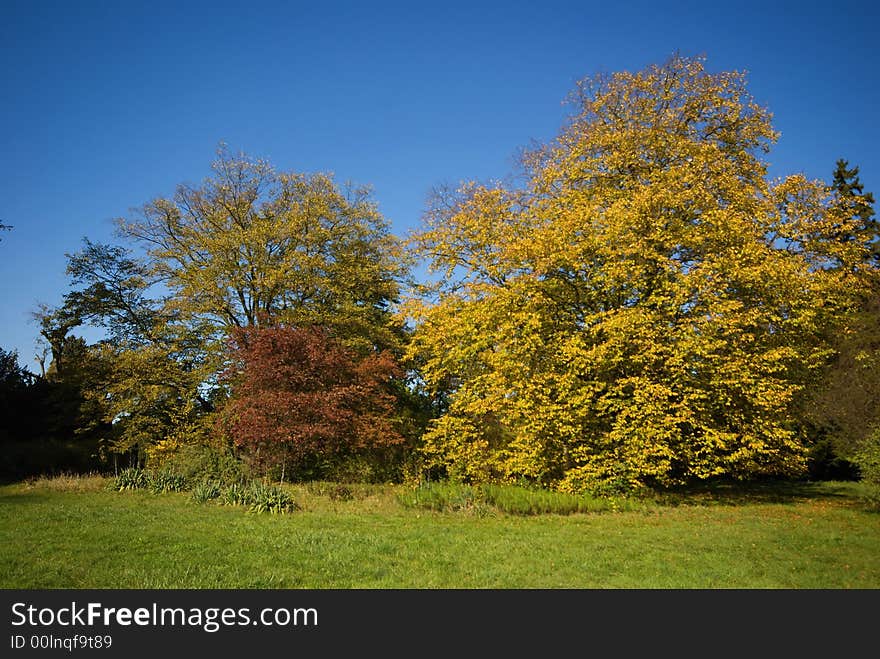 Colorful trees in the park. Colorful trees in the park