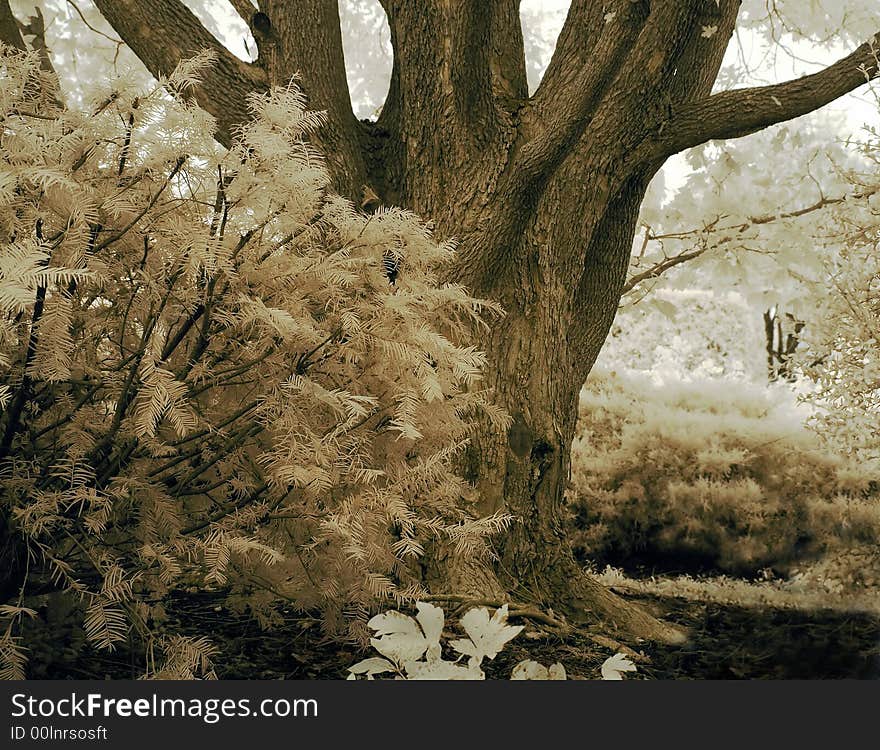 Big tree in the forest in infrared. Big tree in the forest in infrared