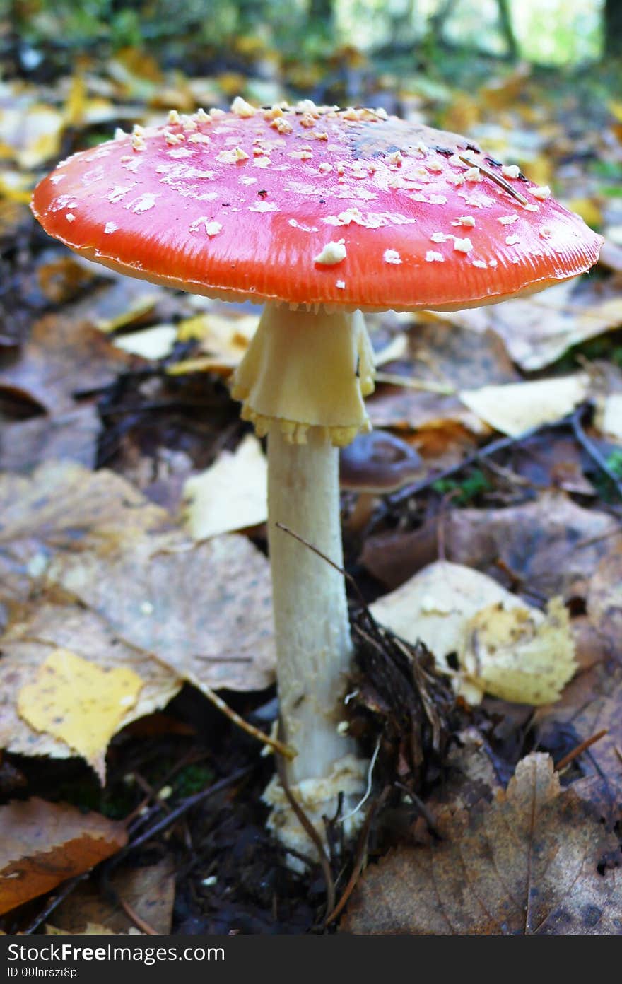 Nice red autumn fly-agaric in the forest