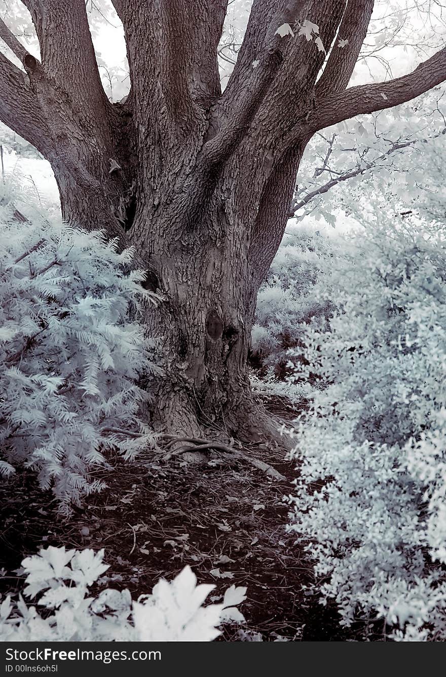 Big tree in the forest in infrared. Big tree in the forest in infrared