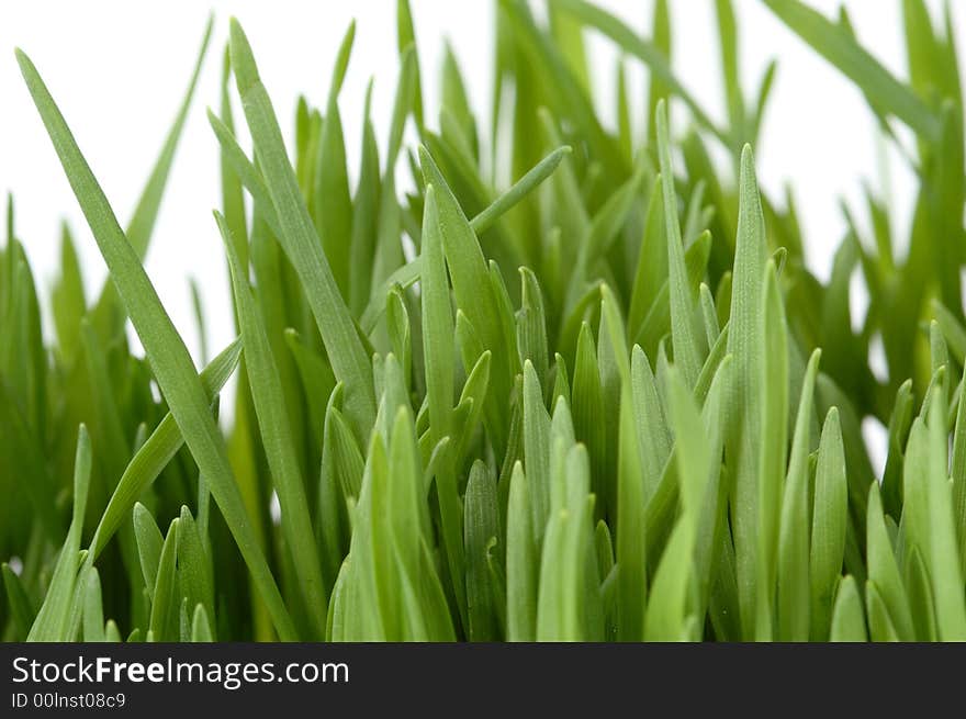 Young green grass on white background