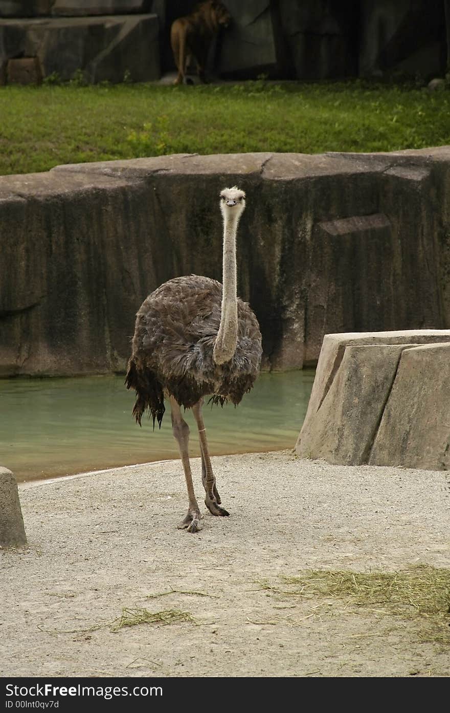 A picture of an ostrich taken at a zoo in wisconson