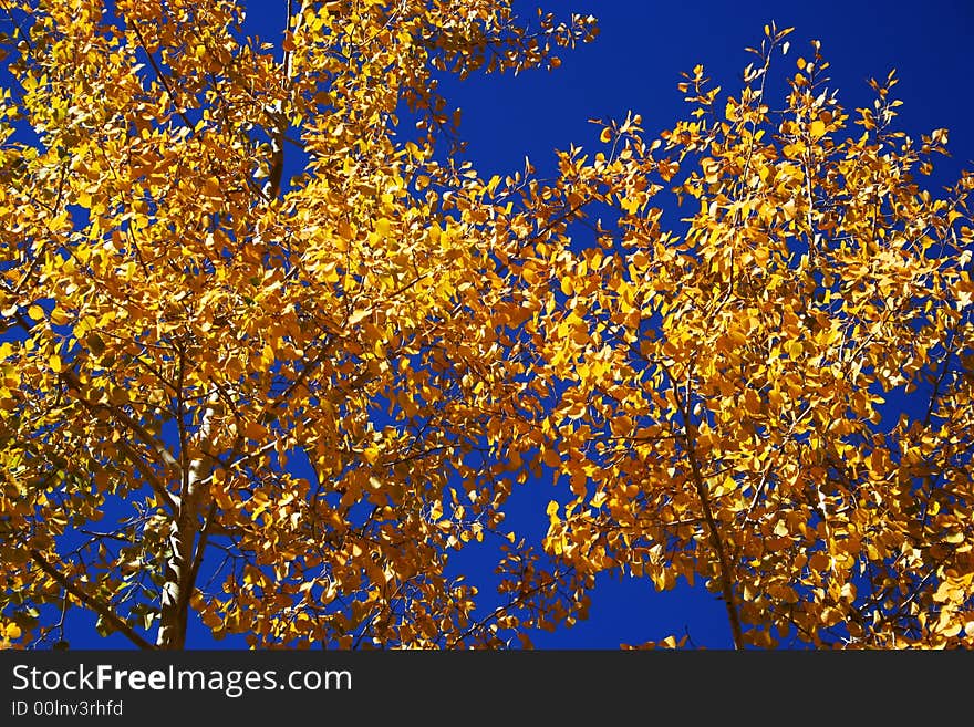 A Canopy Of Blue And Gold