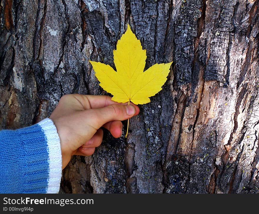 Maple leaf in a girl's hand against the trunk of a tree.