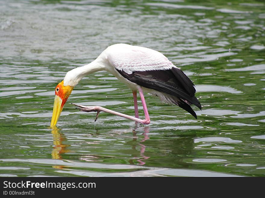 Stork