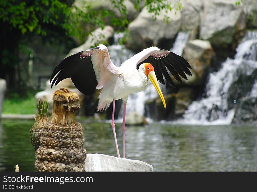 Yellow Stork Bird