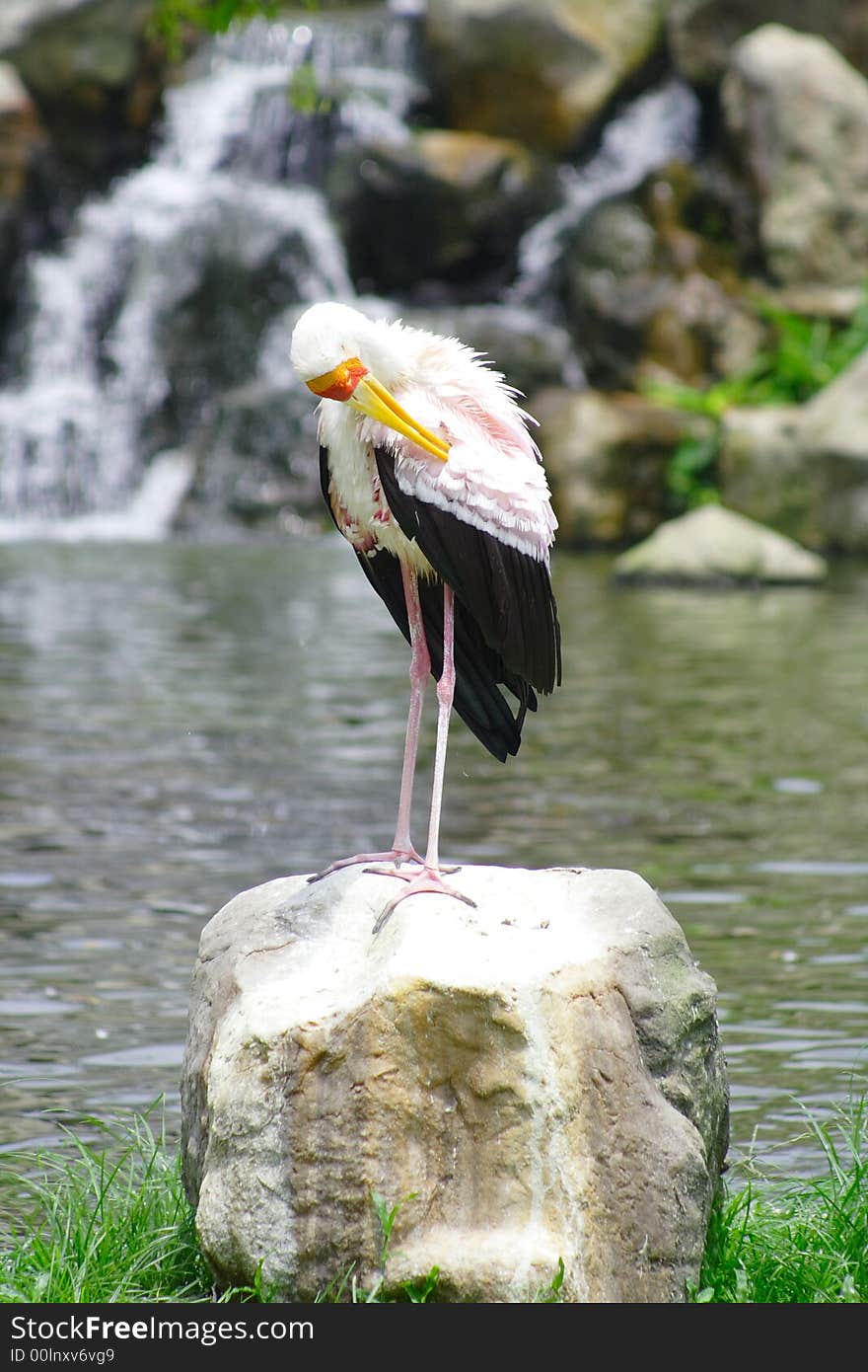 Stork