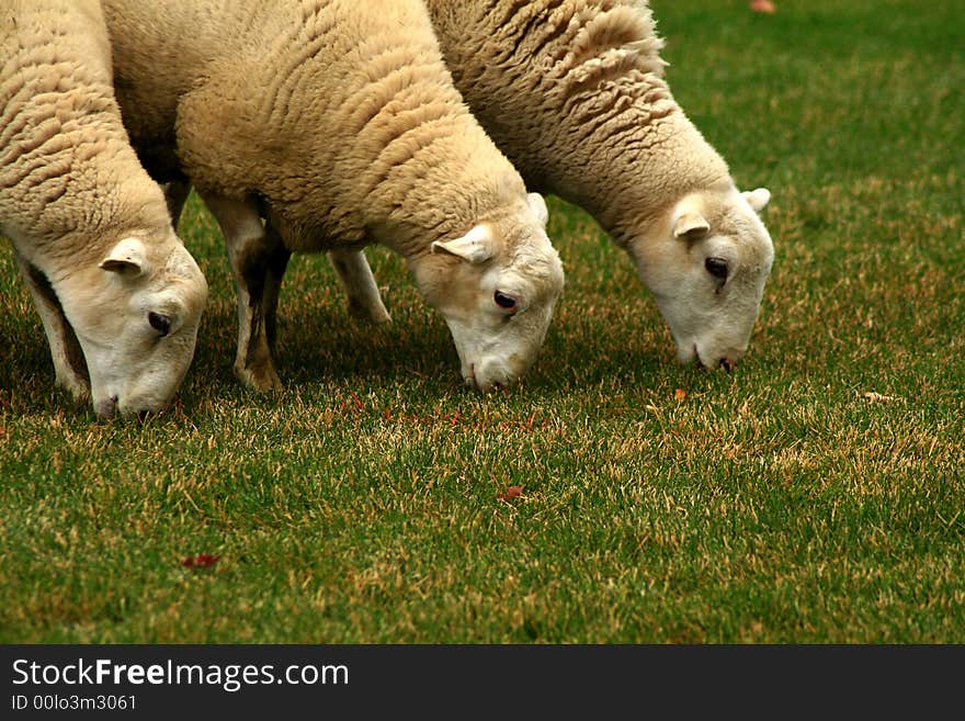 Three sheep grazing on the green grass