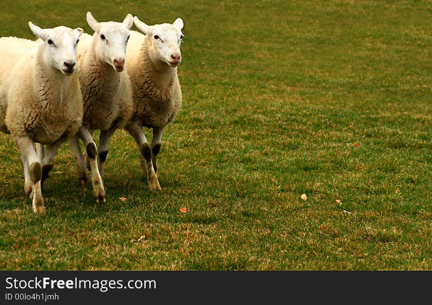 Three Sheep 2