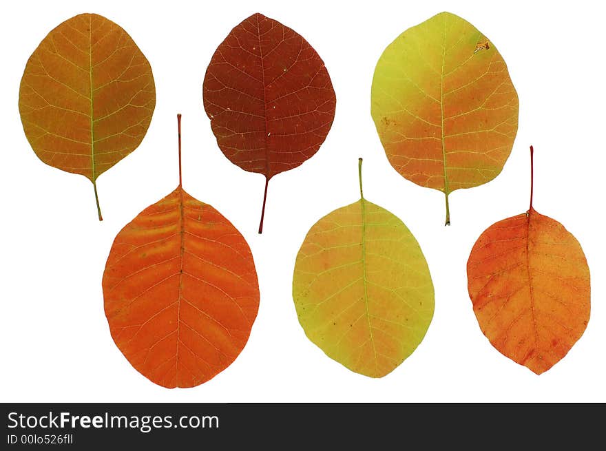 6 colourful autumn leaves isolated on white. 6 colourful autumn leaves isolated on white