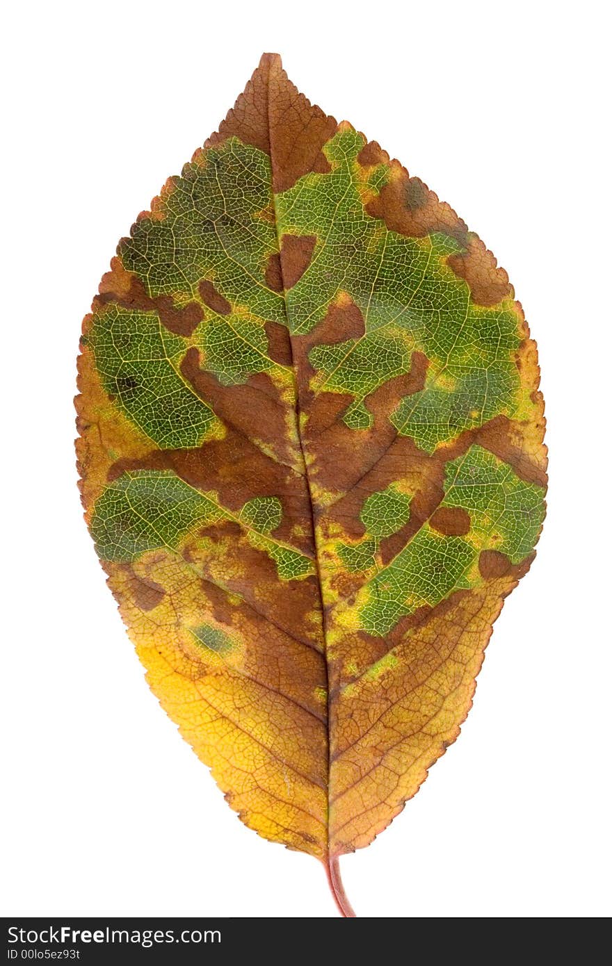 Close-up of an autumn leaf isolated on pure white background