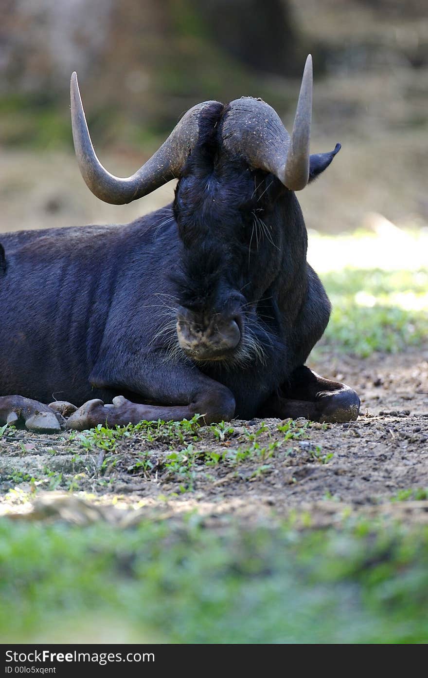 Afrrican Wildebeest