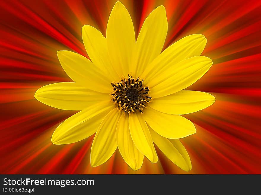 A yellow flower on red burst background.