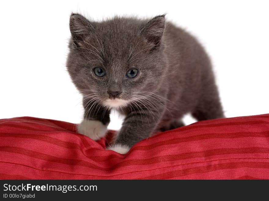 Grey kitten on red pillow, isolated