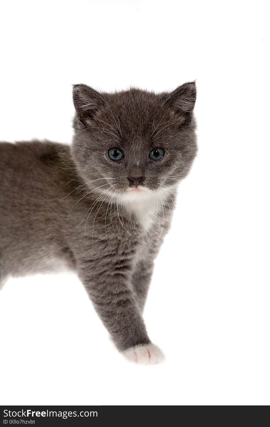 Grey kitten on the left, isolated