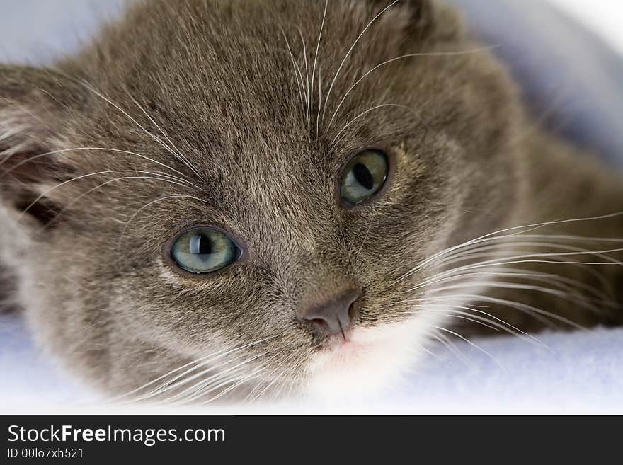 Grey kitten on a blue blanket. Grey kitten on a blue blanket