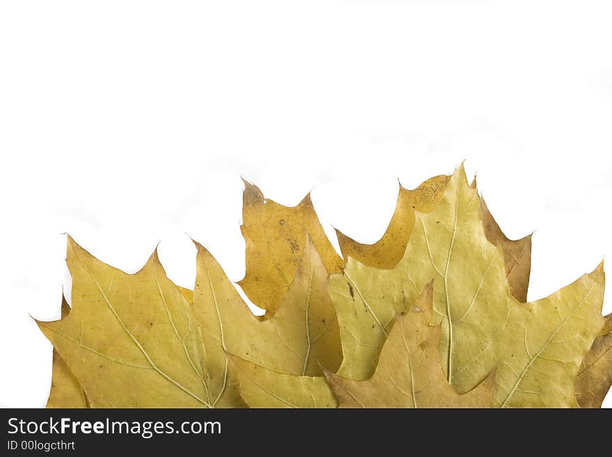 Gold and green autumn leaf on white background