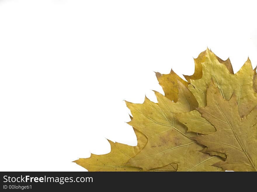 Gold and green autumn leaf on white background