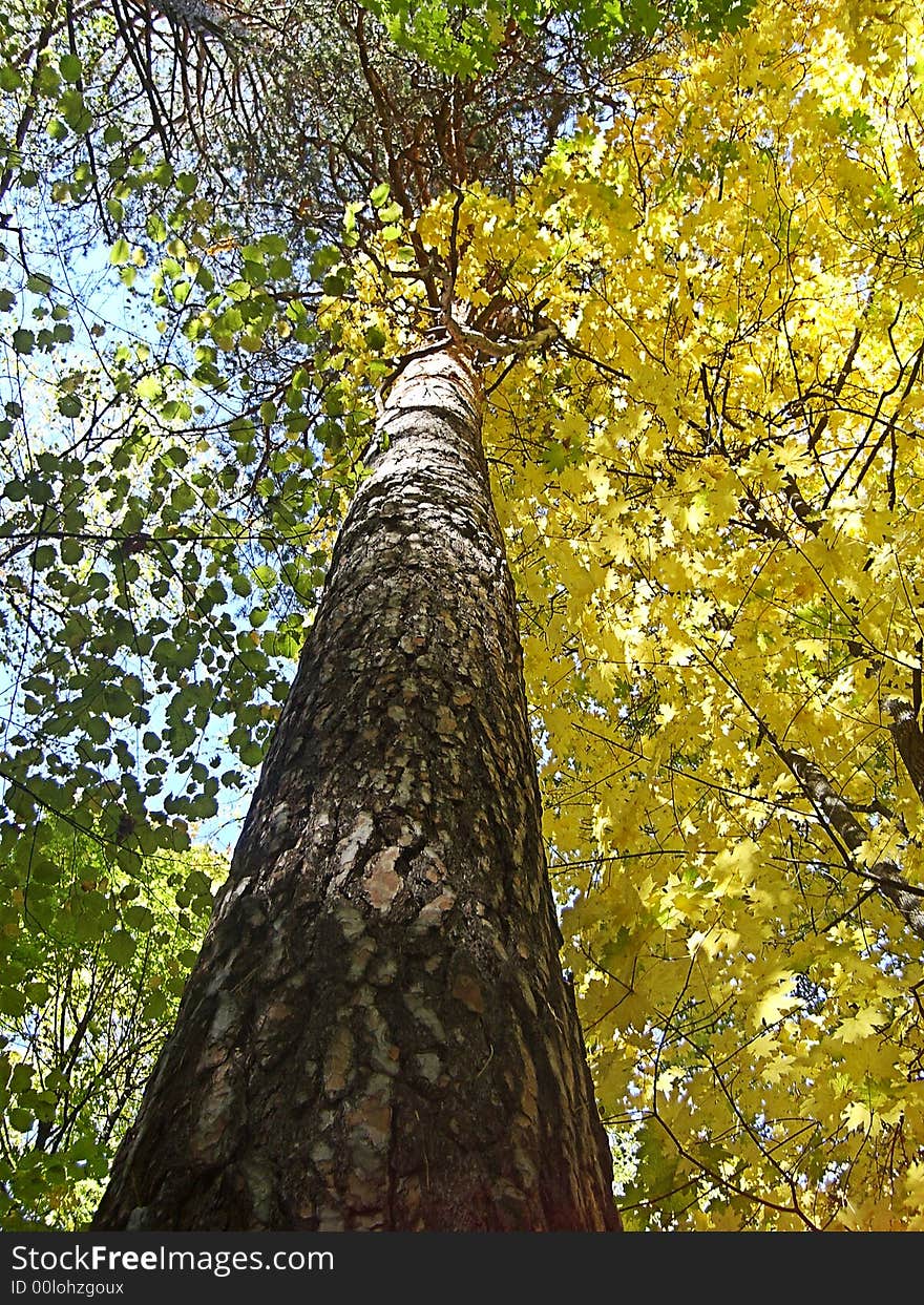 Beech Forest