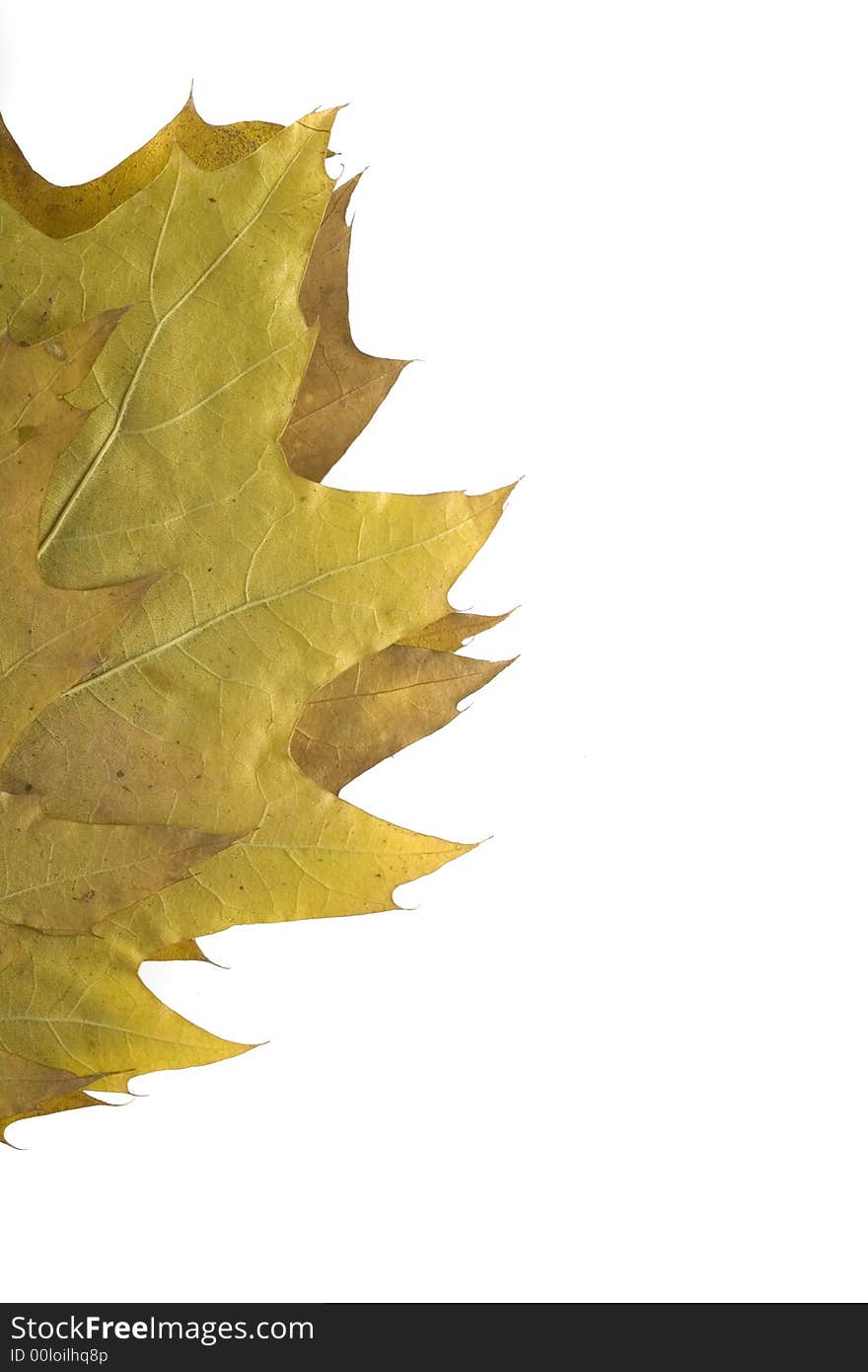 Gold and green autumn leaf on white background