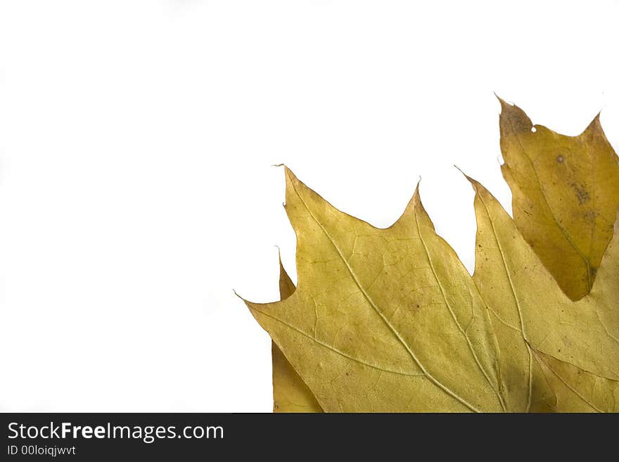 Gold and green autumn leaf on white background