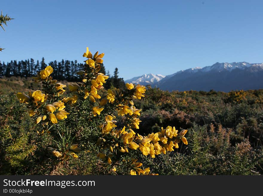 Gorse In The High Country