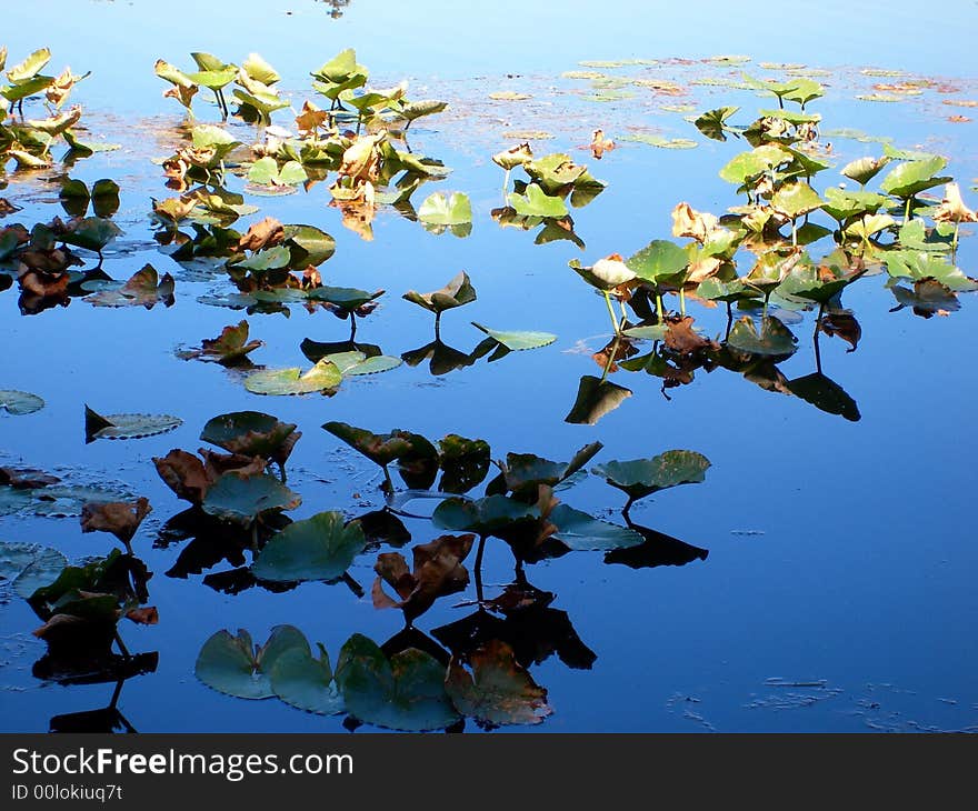 A patch of lilly pads, some in sunlight, some in shade, reaching upwards out of the water. A patch of lilly pads, some in sunlight, some in shade, reaching upwards out of the water.