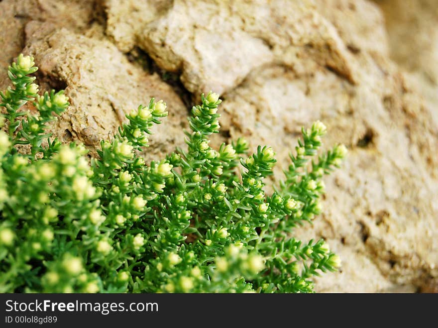 Moss on stones