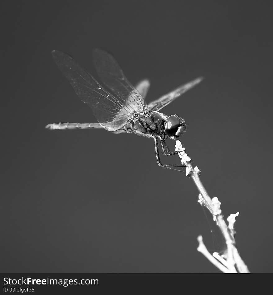 Red dragon illuminated by the setting sun perched on a twig, highlighting its bulging wing muscles. Presented in Black and white. Red dragon illuminated by the setting sun perched on a twig, highlighting its bulging wing muscles. Presented in Black and white.