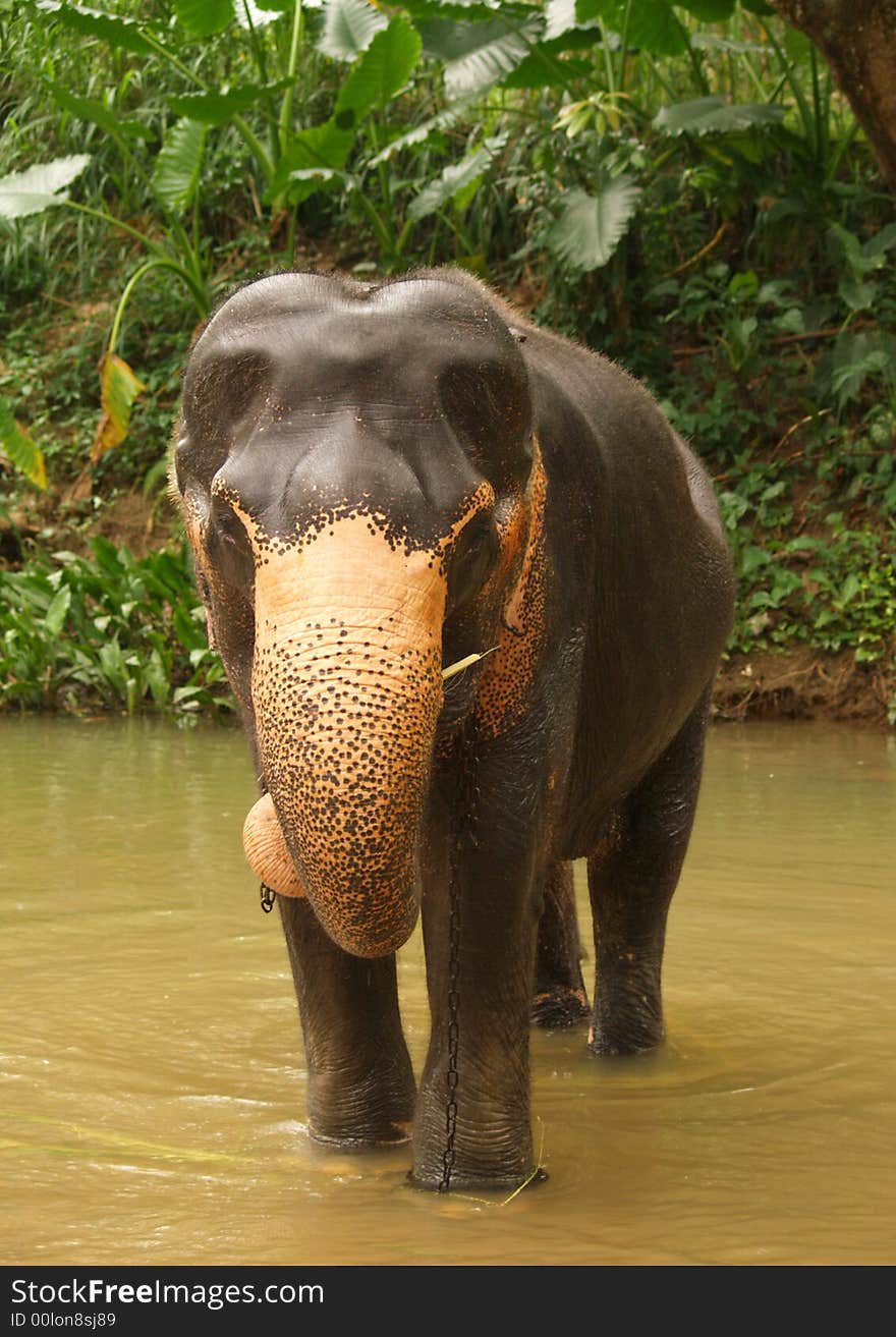 Elephant, Sri Lanka