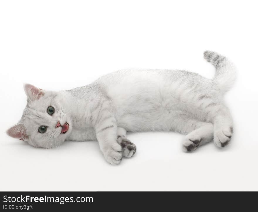 British shorthair kitten playing with me