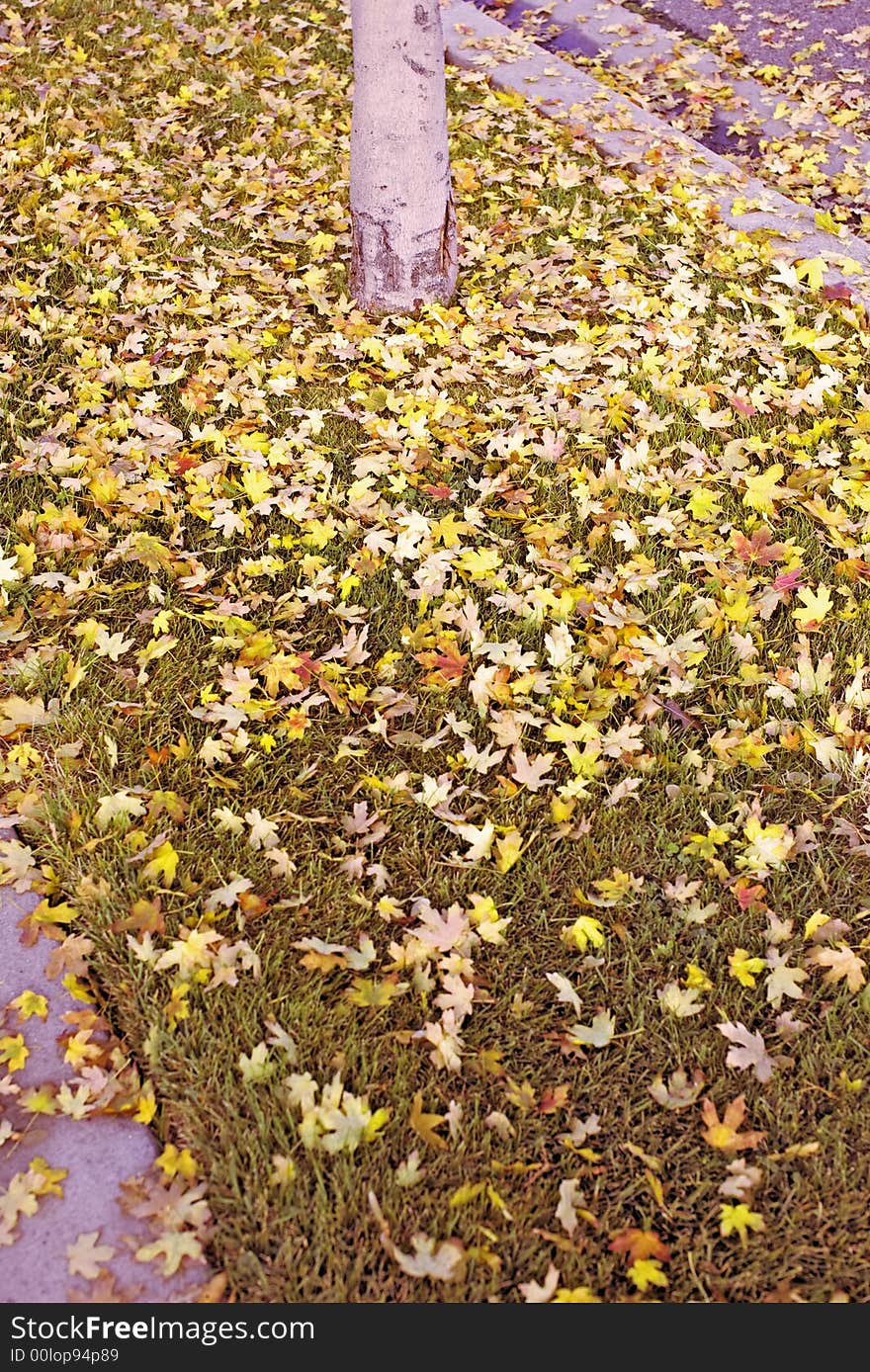 Large group of fallen yellow leaves and single tree next to street. Large group of fallen yellow leaves and single tree next to street