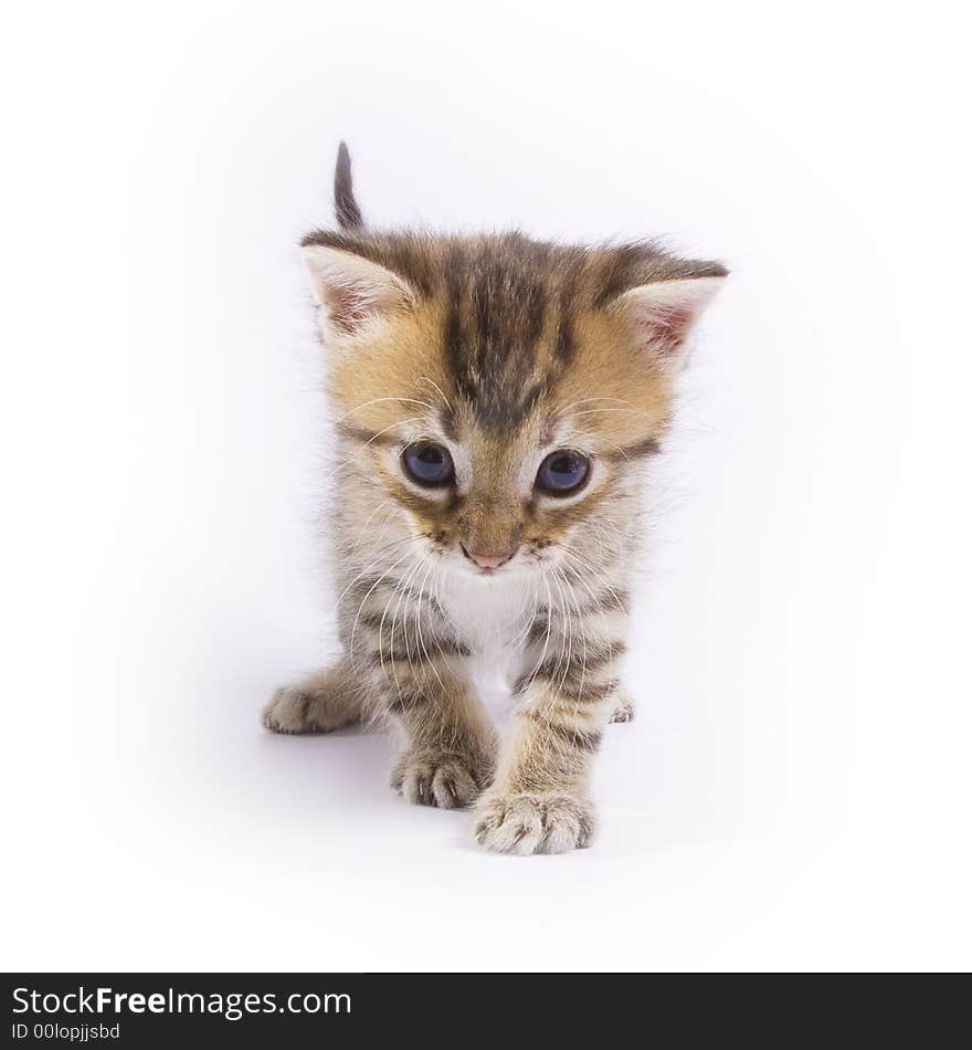 Little kitten isolated on white background