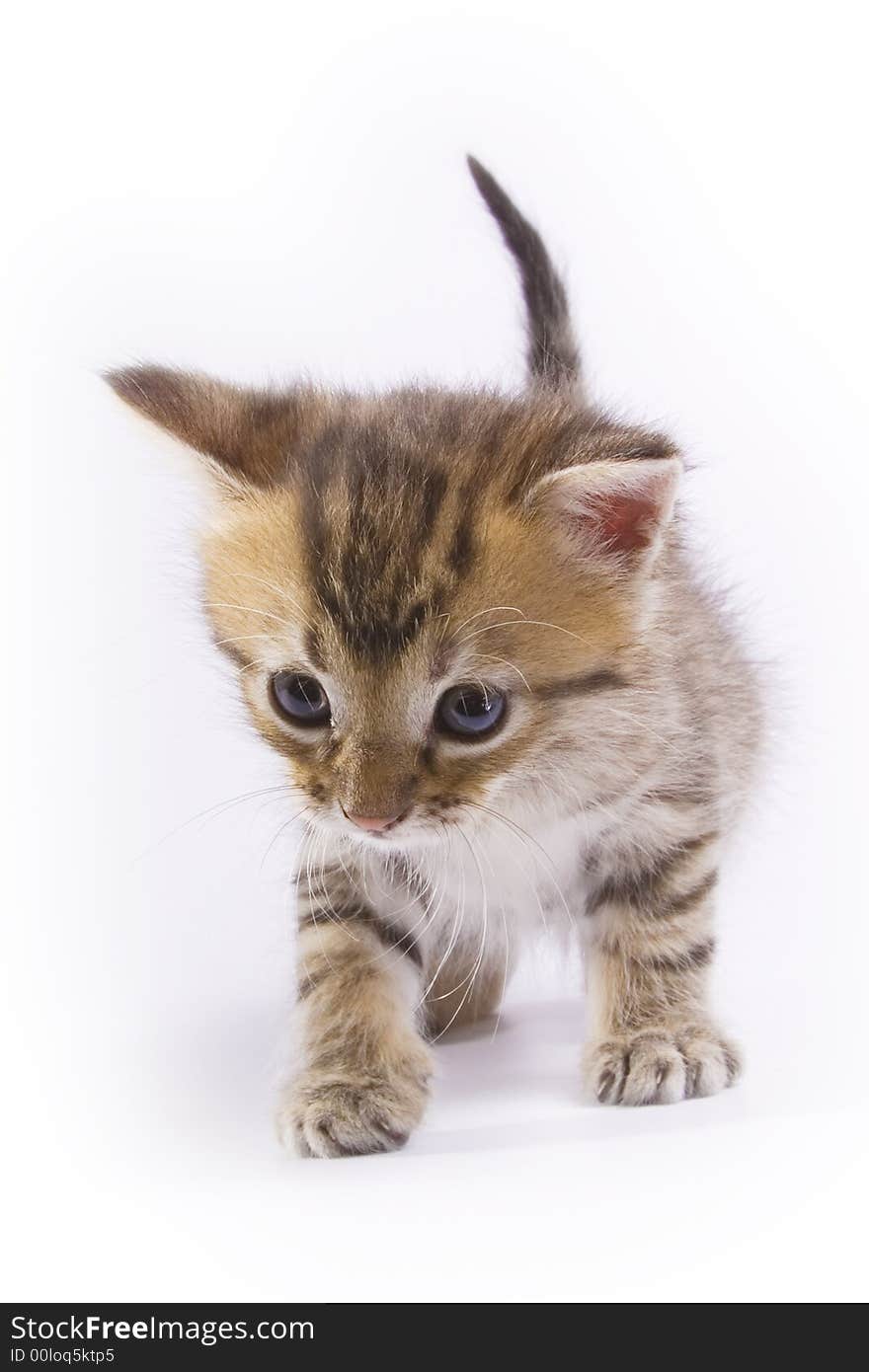 Little kitten isolated on white background