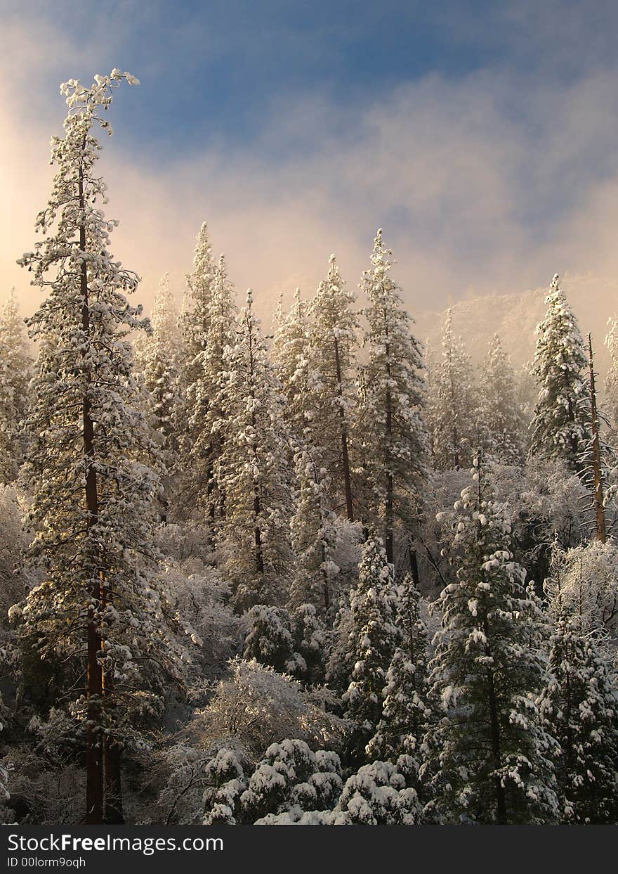 Trees with snow in the mountains (Yosemite park)