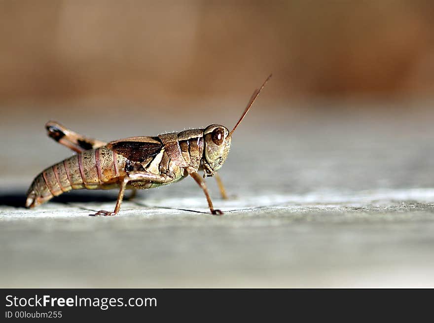 This grass hopper is missing one of it's hind legs. This grass hopper is missing one of it's hind legs.