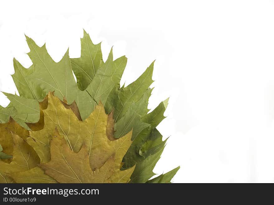 Gold and green autumn leaf on white background