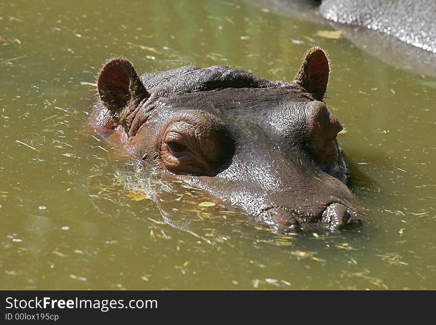 Unbothered hippo relaxing in the safe waters of the Lisbon Zoo. Unbothered hippo relaxing in the safe waters of the Lisbon Zoo..