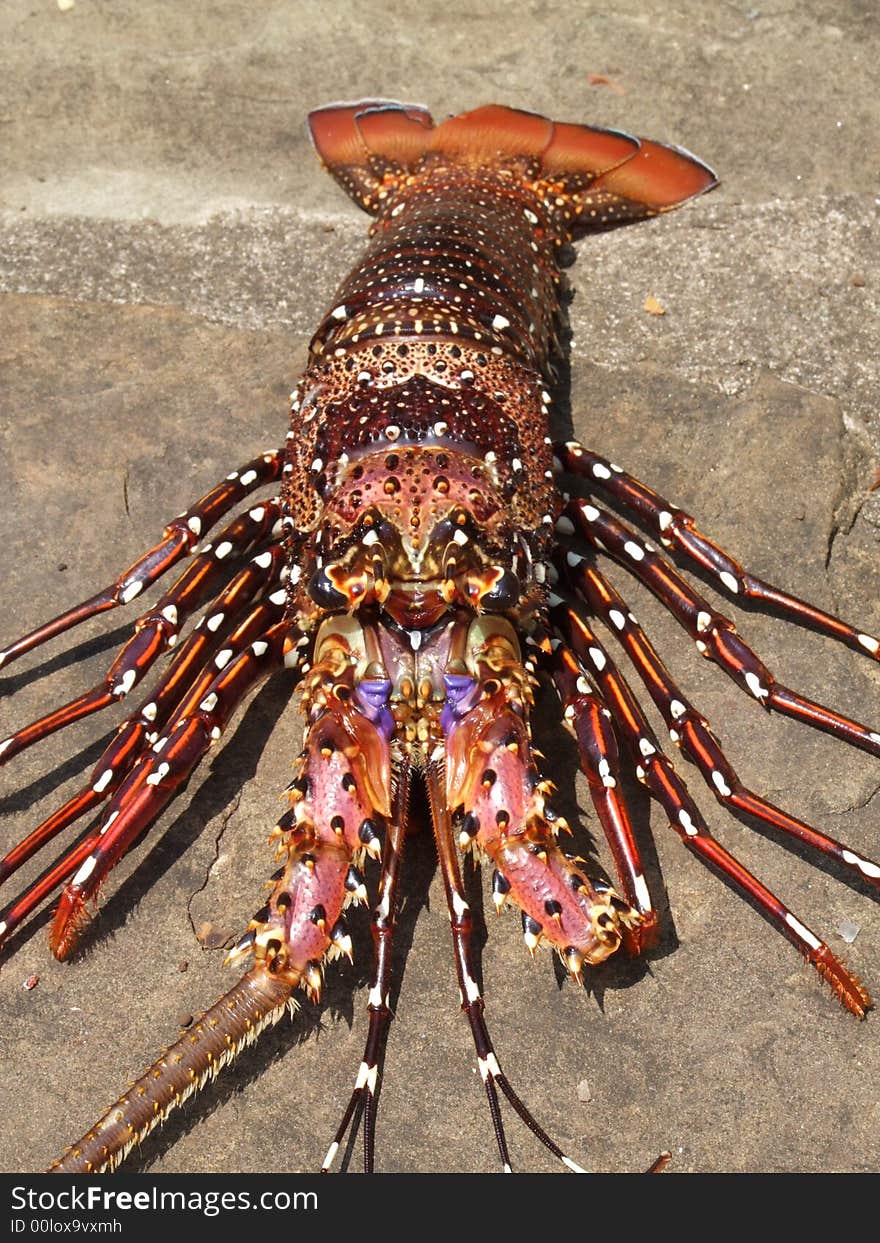 Lobster from Indian Ocean, before cooking. Lobster - a large shellfish.