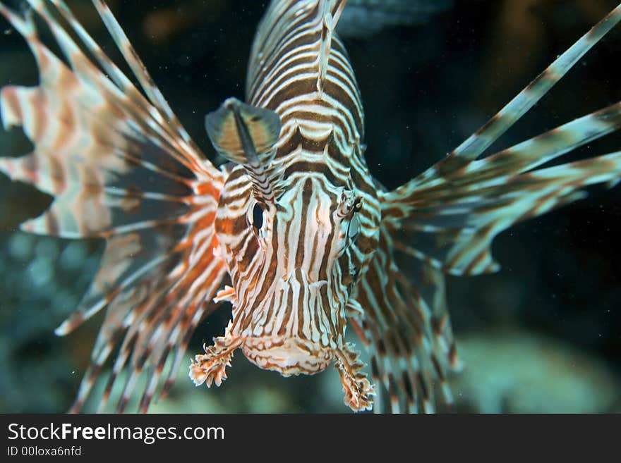 Lion Fish